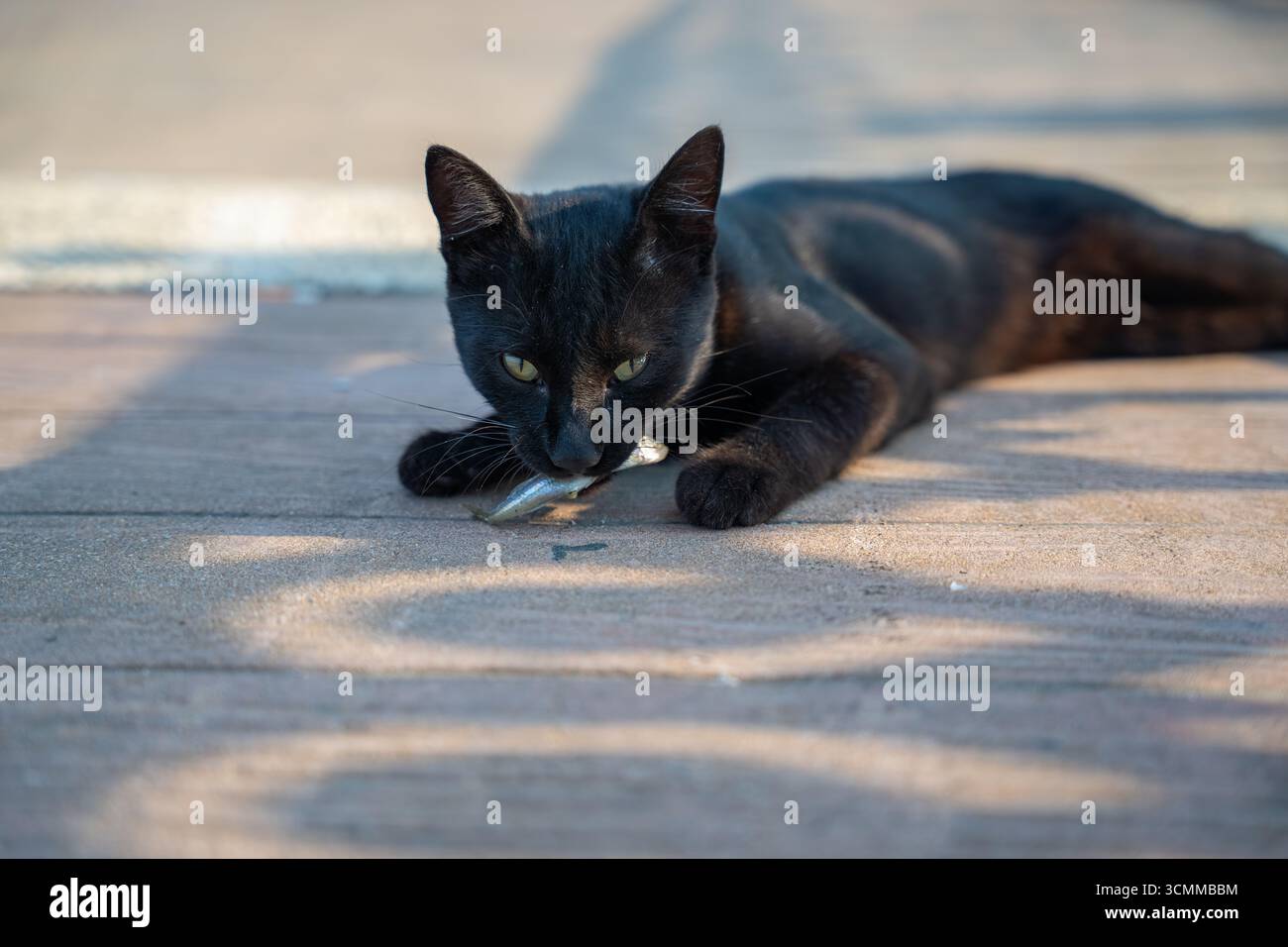 Black cat with striking green eyes resting on pavement with small fish in its paw. Cat lying down and holding its freshly caught fish. Hunt and reward Stock Photo