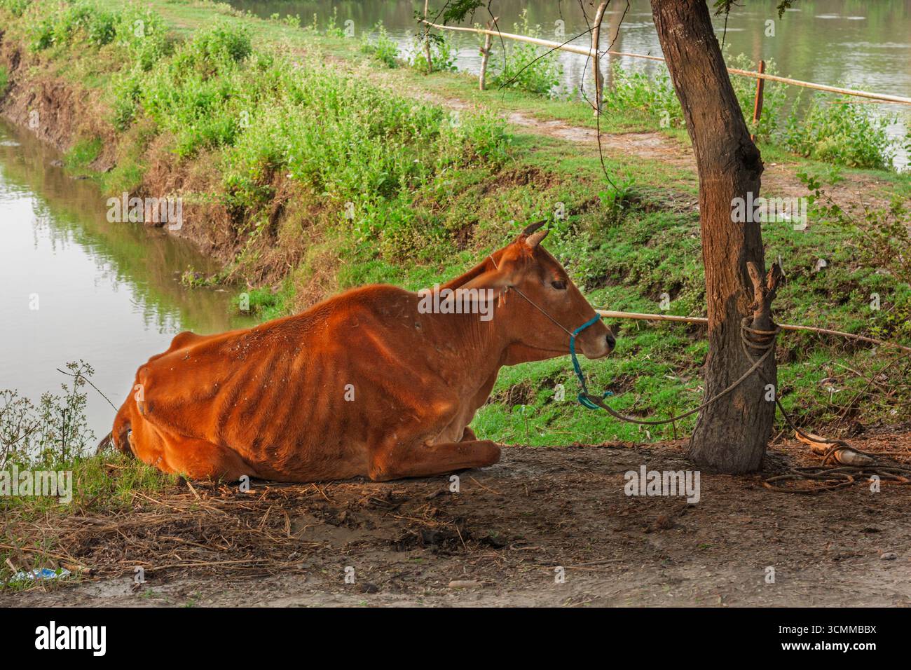 A farmer prepares milking cows at Chalanbil. It is one of the largest ...