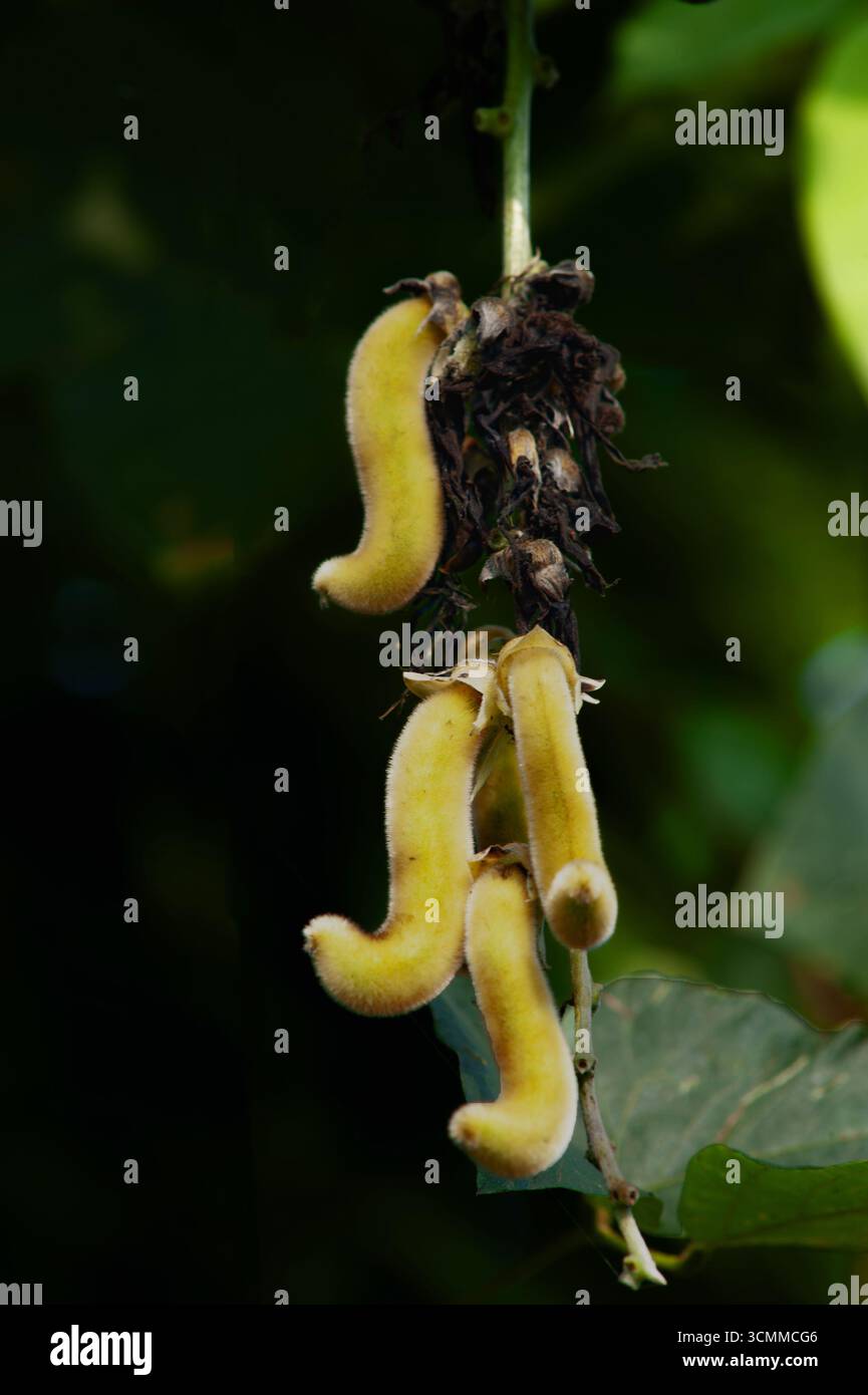 11 26 2010 Mucuna pruriens, also known as velvet bean or cowhage ...