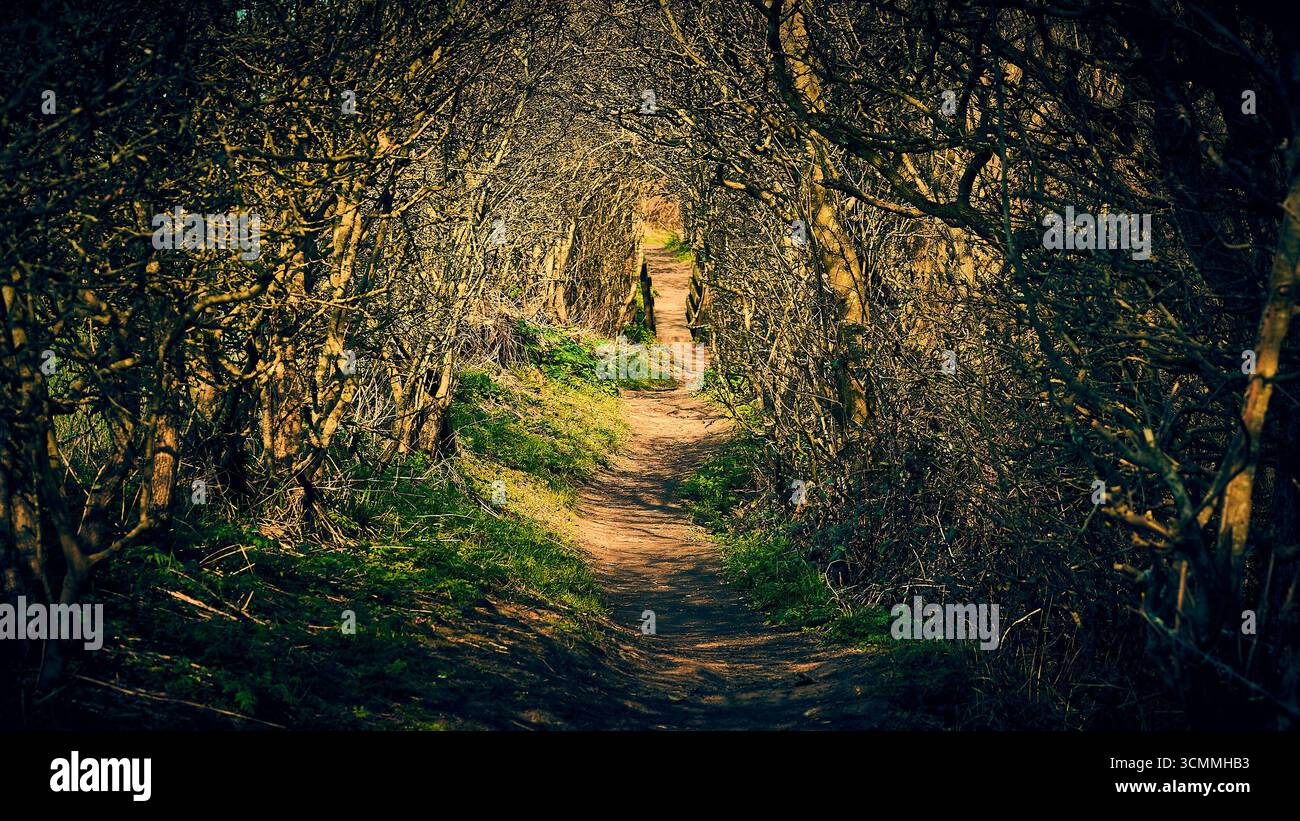 Pathway through the trees hi-res stock photography and images - Alamy