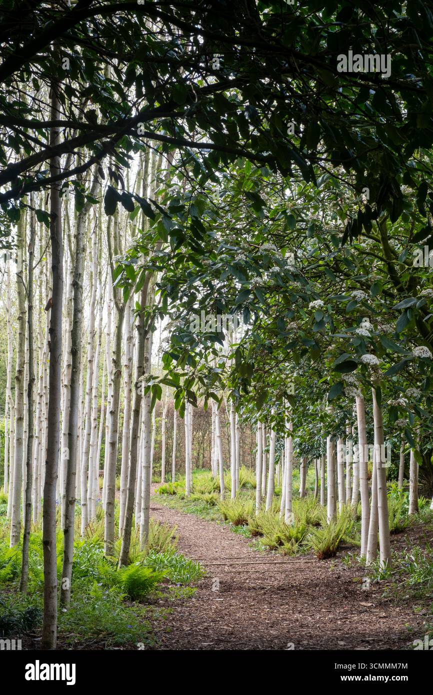 Silver Birch woodland in spring Stock Photo