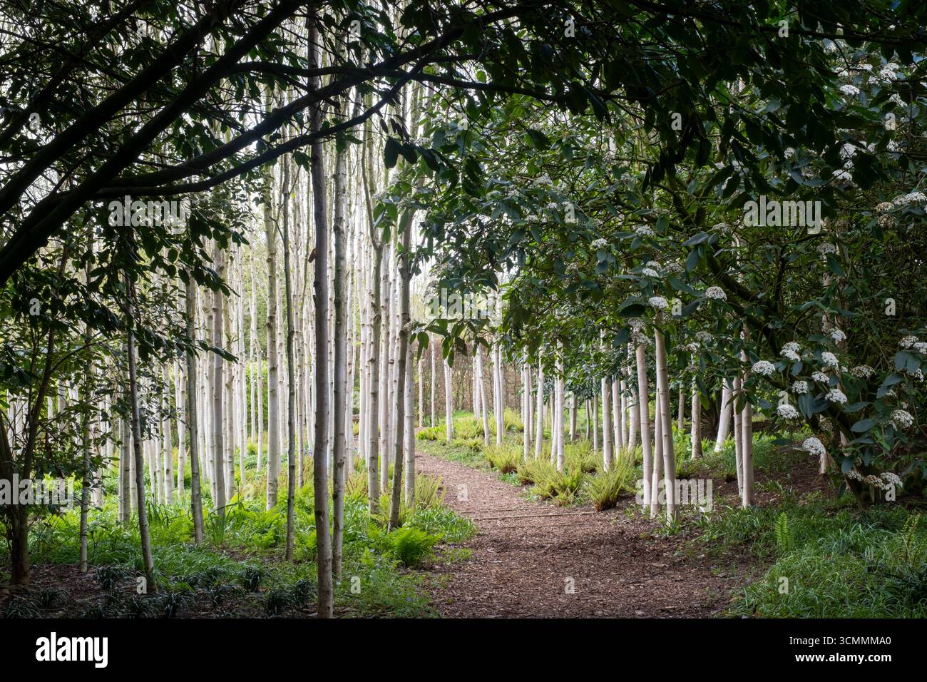 Silver Birch woodland in spring Stock Photo