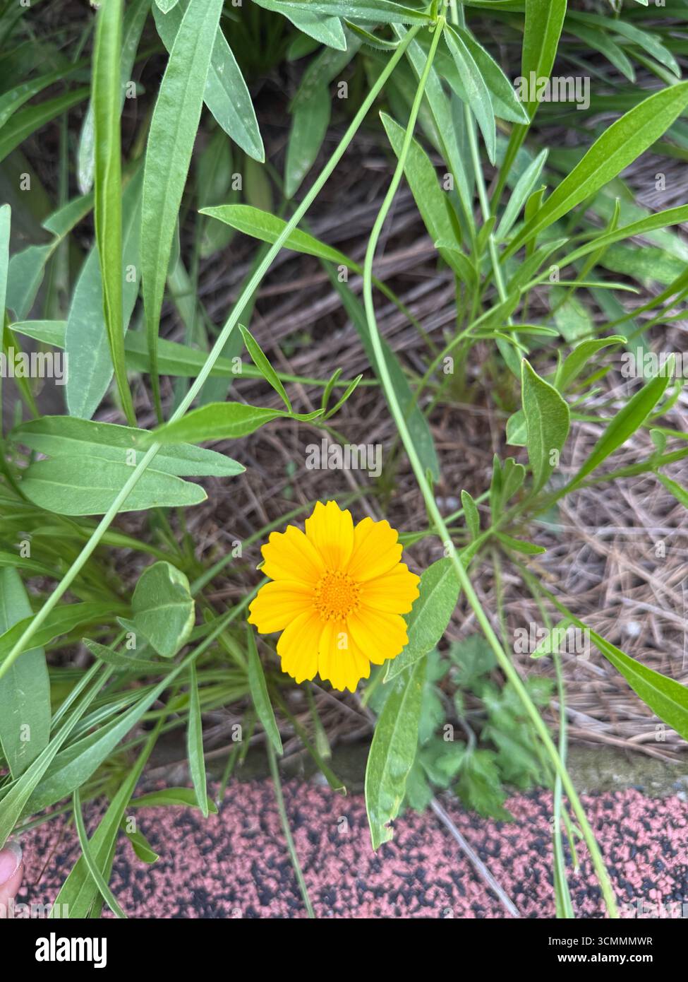 Wildflower close-up - Smartphone Captured Stock Image