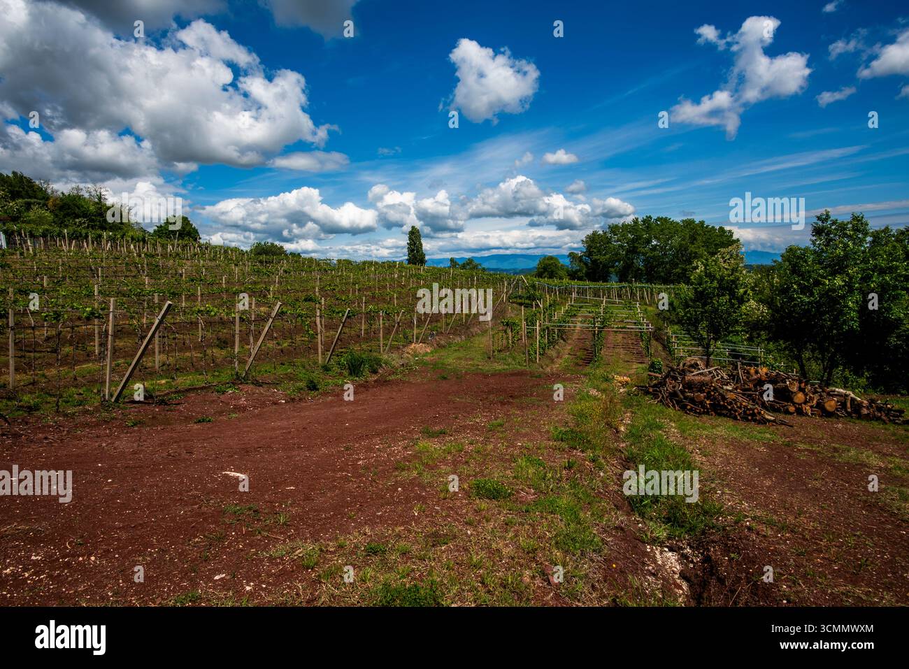 Sunny vineyard on hillside with rows of grapevines, red soil path and dramatic cloudy sky. Concept of agriculture, winemaking, rural landscape and cou Stock Photo