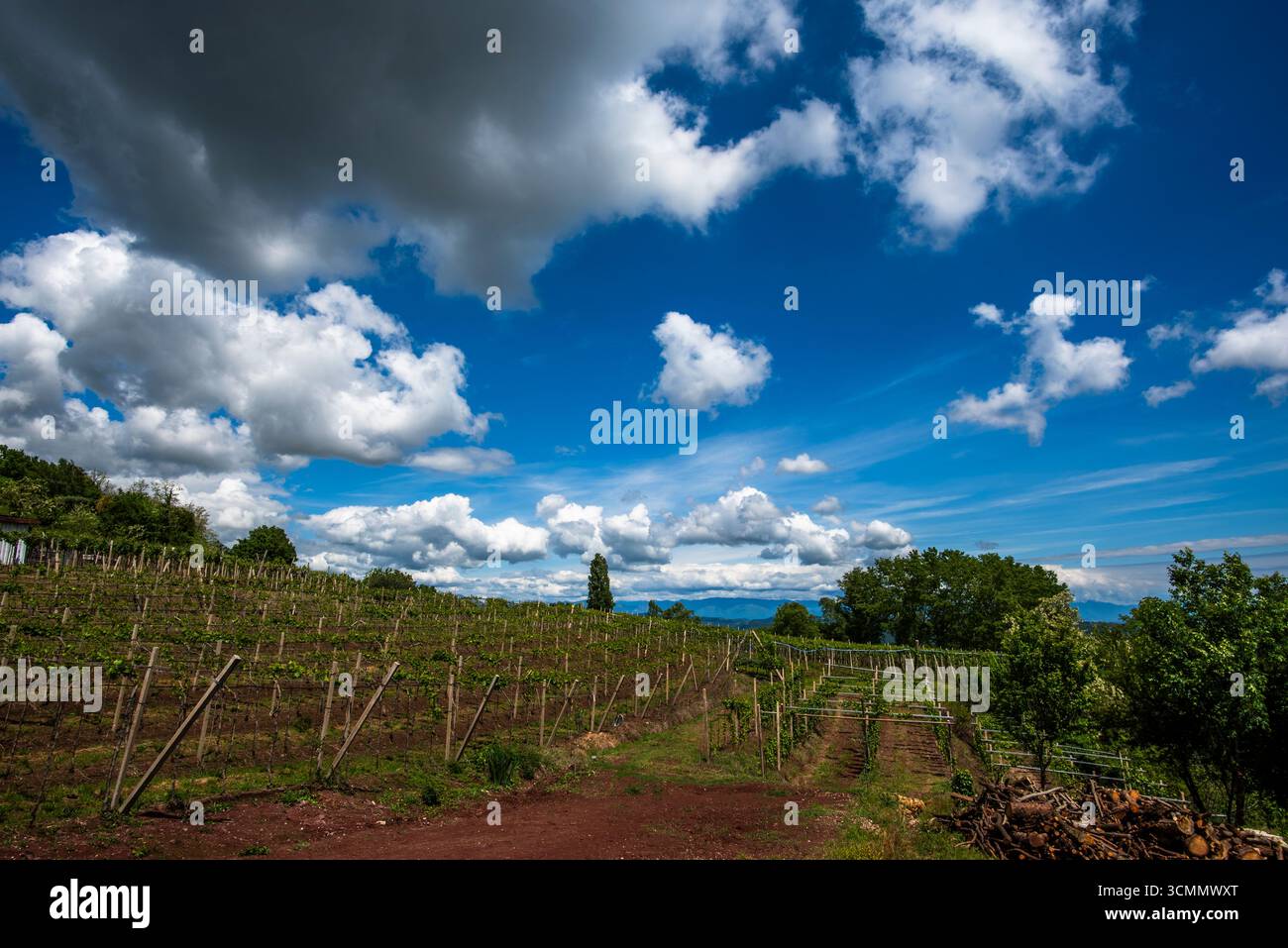 Hillside vineyard under dramatic cloudy sky, rows of grapevines with red soil path and lush greenery. Rural agriculture, winemaking and countryside la Stock Photo