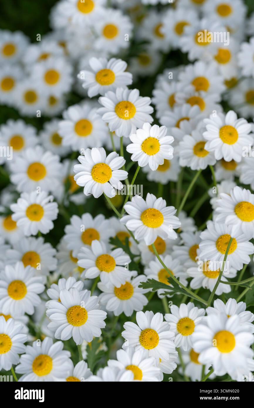 Tanacetum parthenium, Feverfew, white flowers in summer Stock Photo