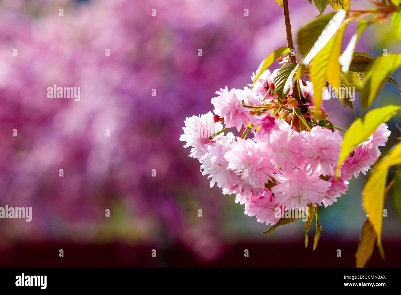 lush cherry blossom in spring. delicate pink flower petals. closeup of japanese kanzan sakura. hanami holidays in uzhhorod, ukraine. romantic season. Stock Photo