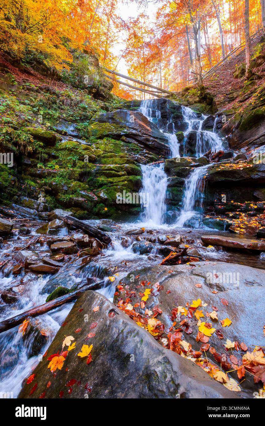 beautiful autumn landscape with waterfall shypit. popular destination in carpathian mountains of ukraine. forest in golden leaves. amazing sunny weath Stock Photo