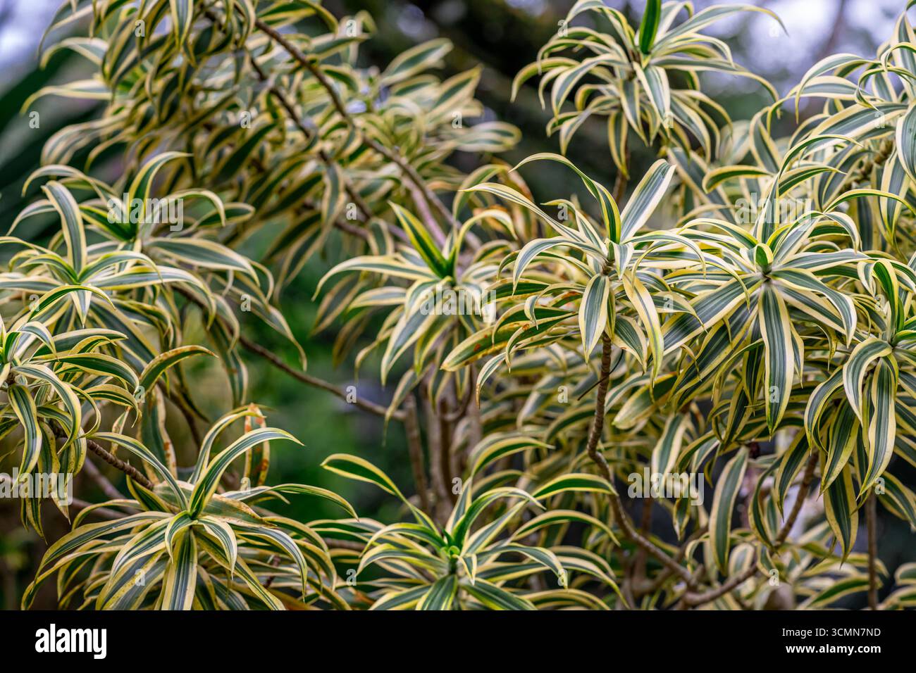 areca palm plant Palm Dypsis Areca  ShopTropicals