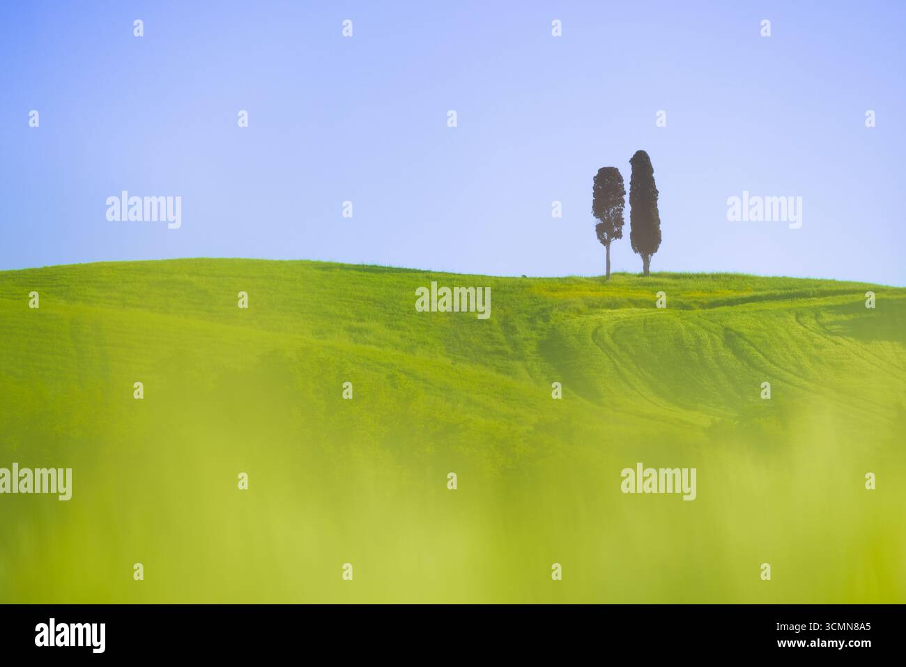 Two cypresses adorn the green hilly landscape of the Val d'Orcia in Tuscany, Italy, with a soft, hazy foreground and a clear blue sky. Stock Photo