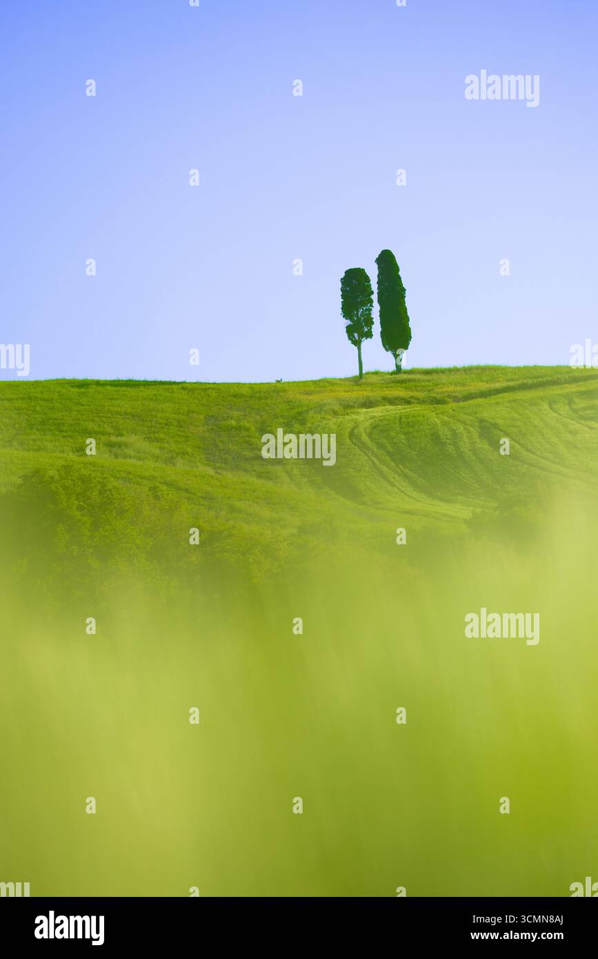 Two cypresses adorn the green hilly landscape of the Val d'Orcia in Tuscany, Italy, with a soft, hazy foreground and a clear blue sky. Stock Photo