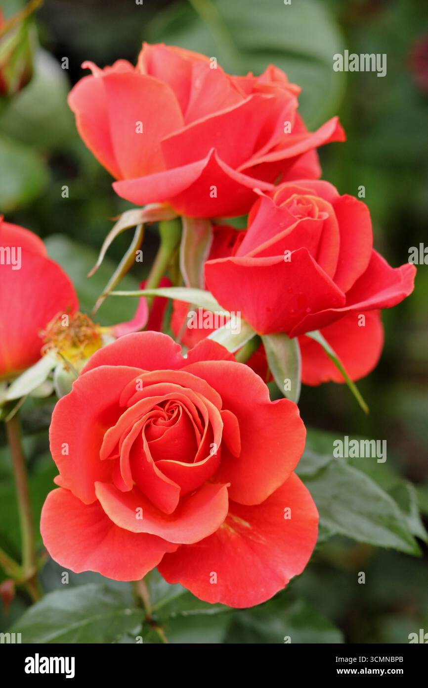 Love rose hi-res stock photography and images - Alamy