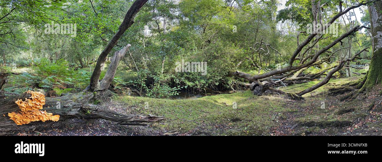 Chicken of the woods fungus growing on a fallen tree next to a Forest Stream - Smartphone Captured Stock Image