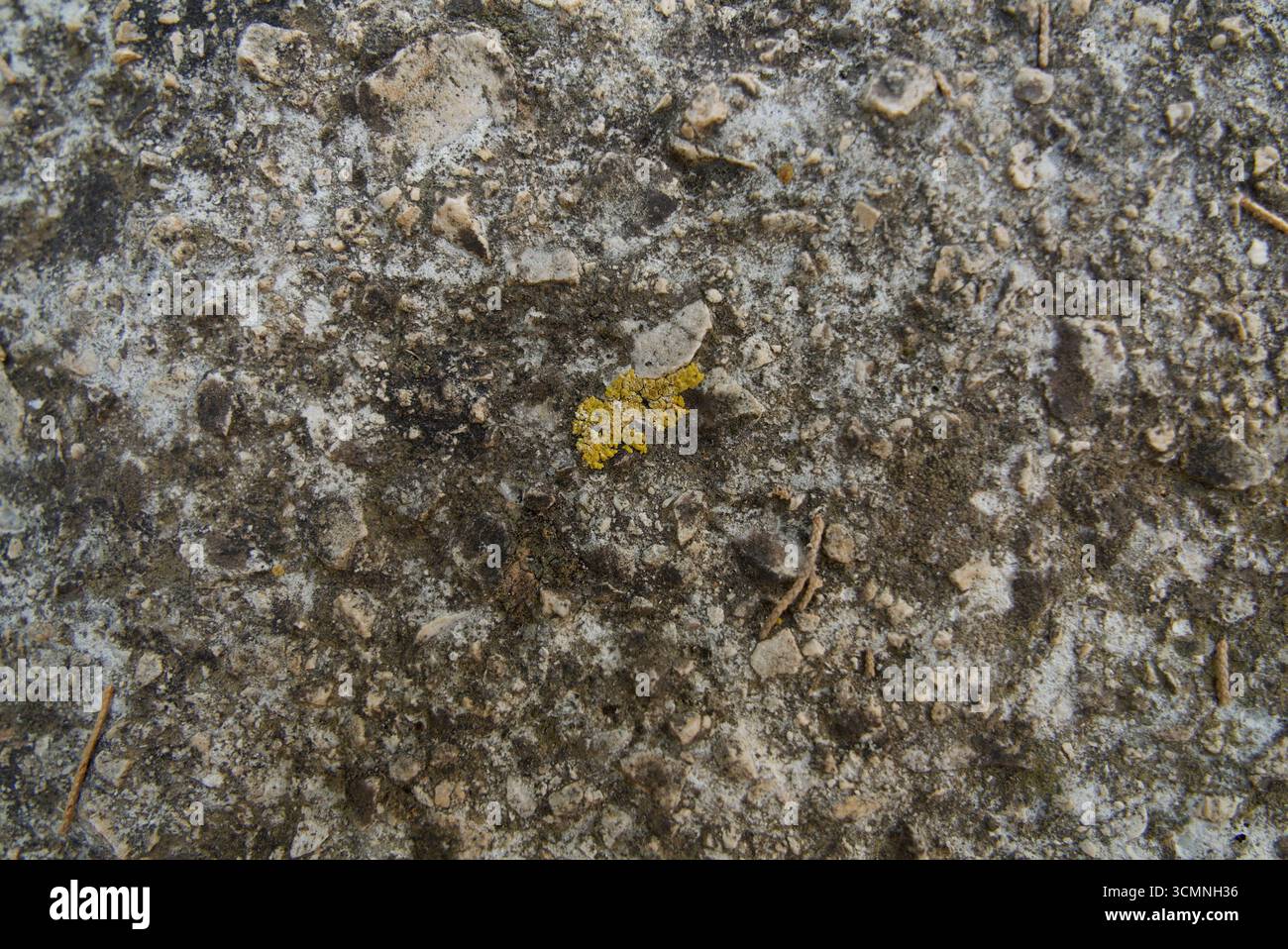 Small yellow lichen patch growing on rough textured stone, symbolizing ...