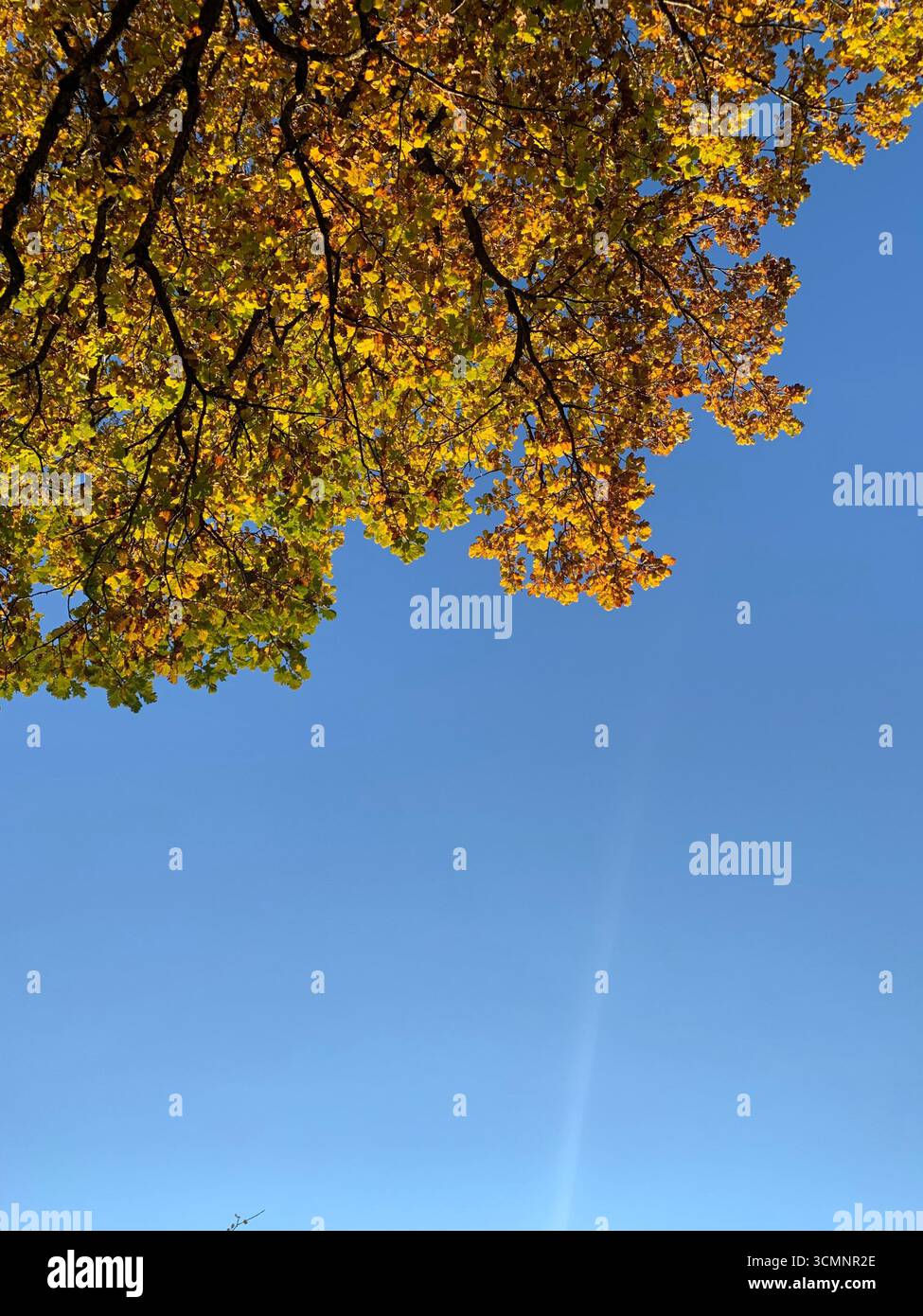 Fall vibes 1 - Smartphone Captured Stock Image