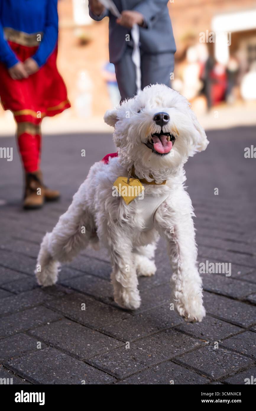An adorable white fluffy dog dressed as Krypto The Superdog at a comic con Stock Photo