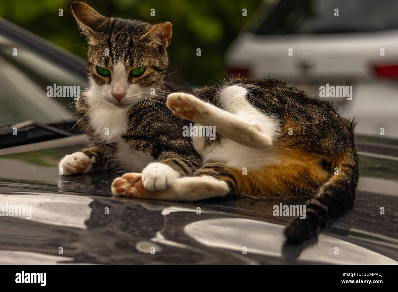 Green-eyed cat lying on car hood grooming itself, potential risk of scratches on glossy car paint Stock Photo