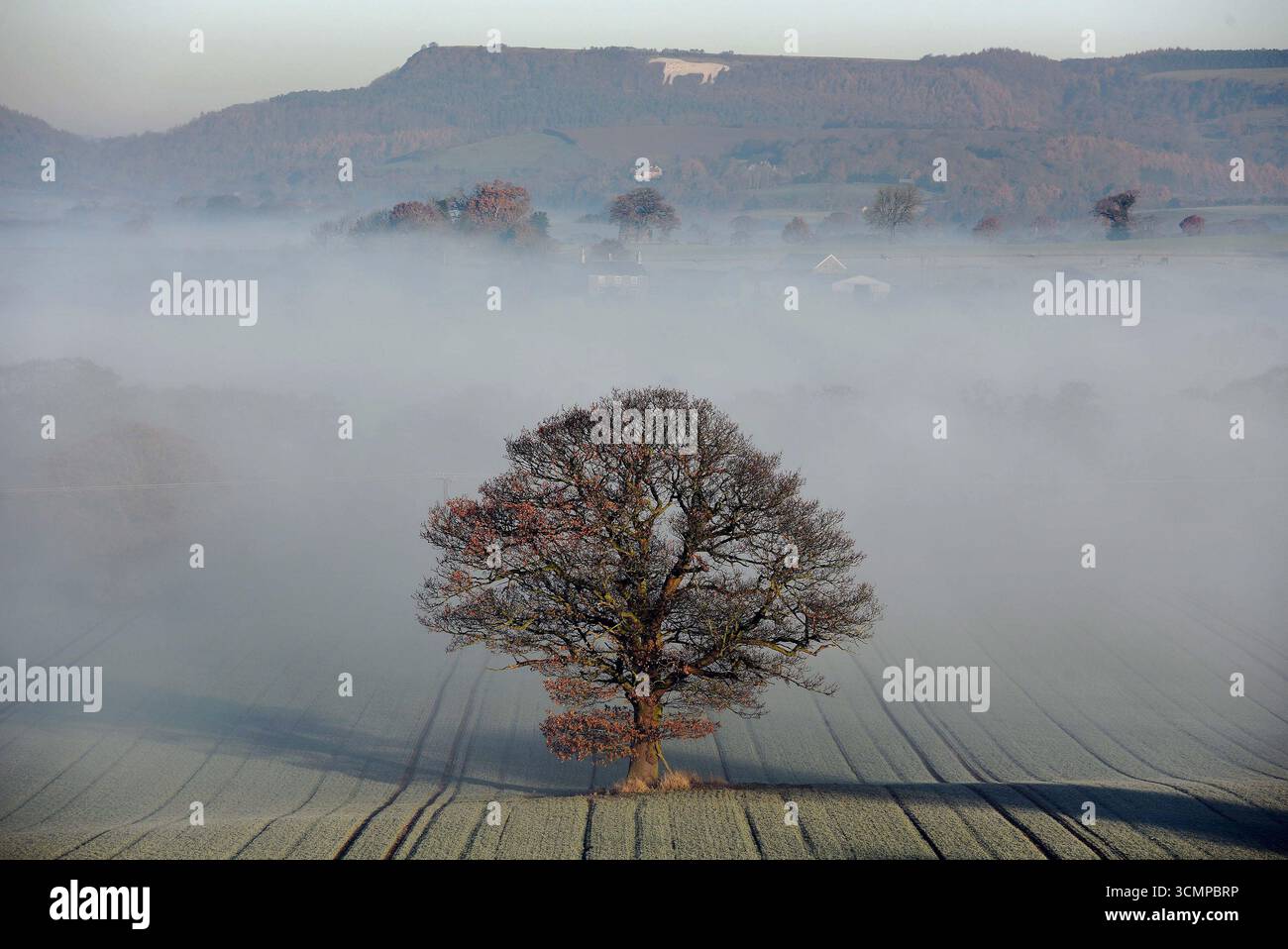 The White Horse of Kilburn tree stands proud high above the freezing fog shrouding the Vale of York Stock Photo