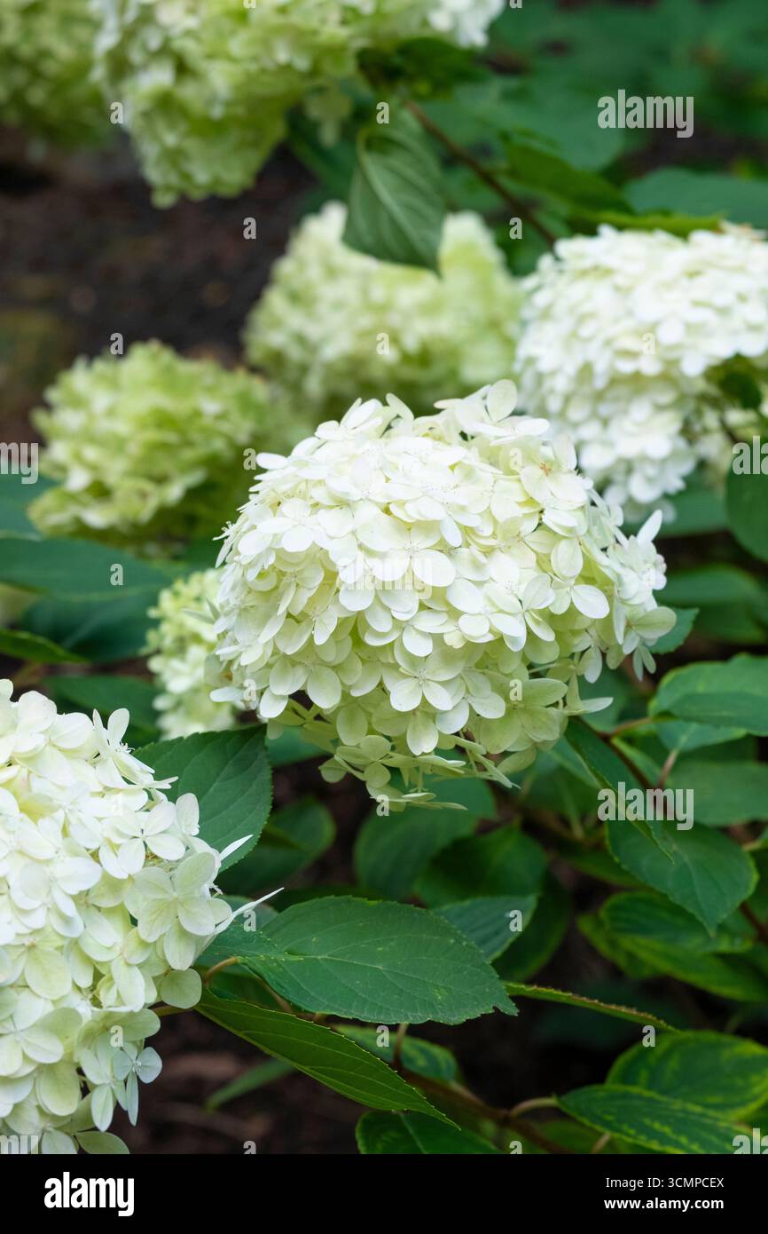 Hydrangea paniculata 'Limelight' Stock Photo