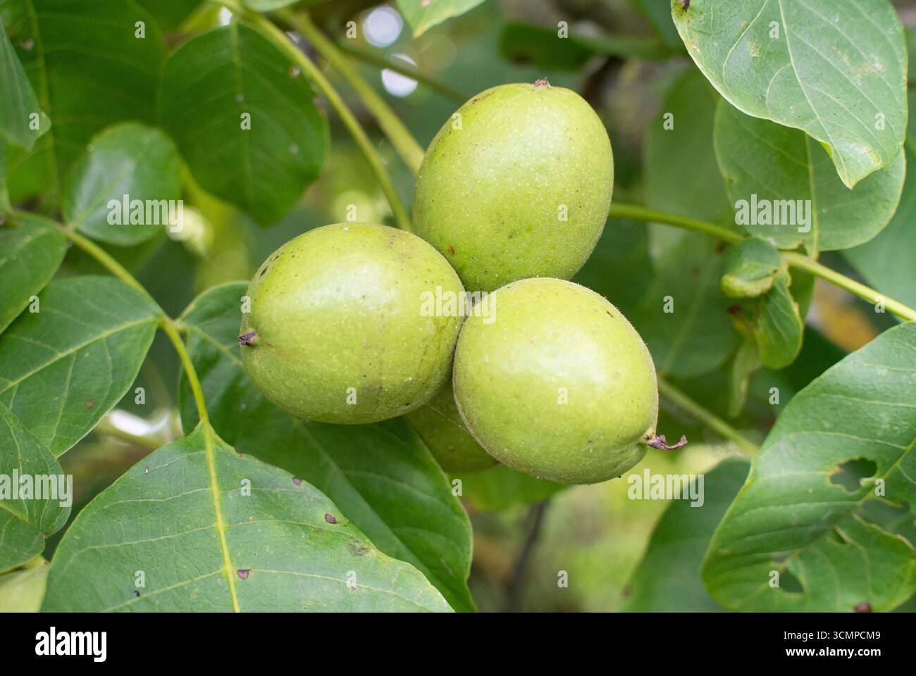 Walnuts on tree Stock Photo