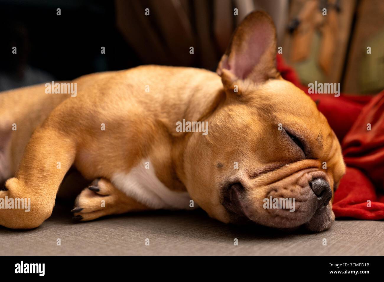 French bulldog  sleeping on the floor Stock Photo