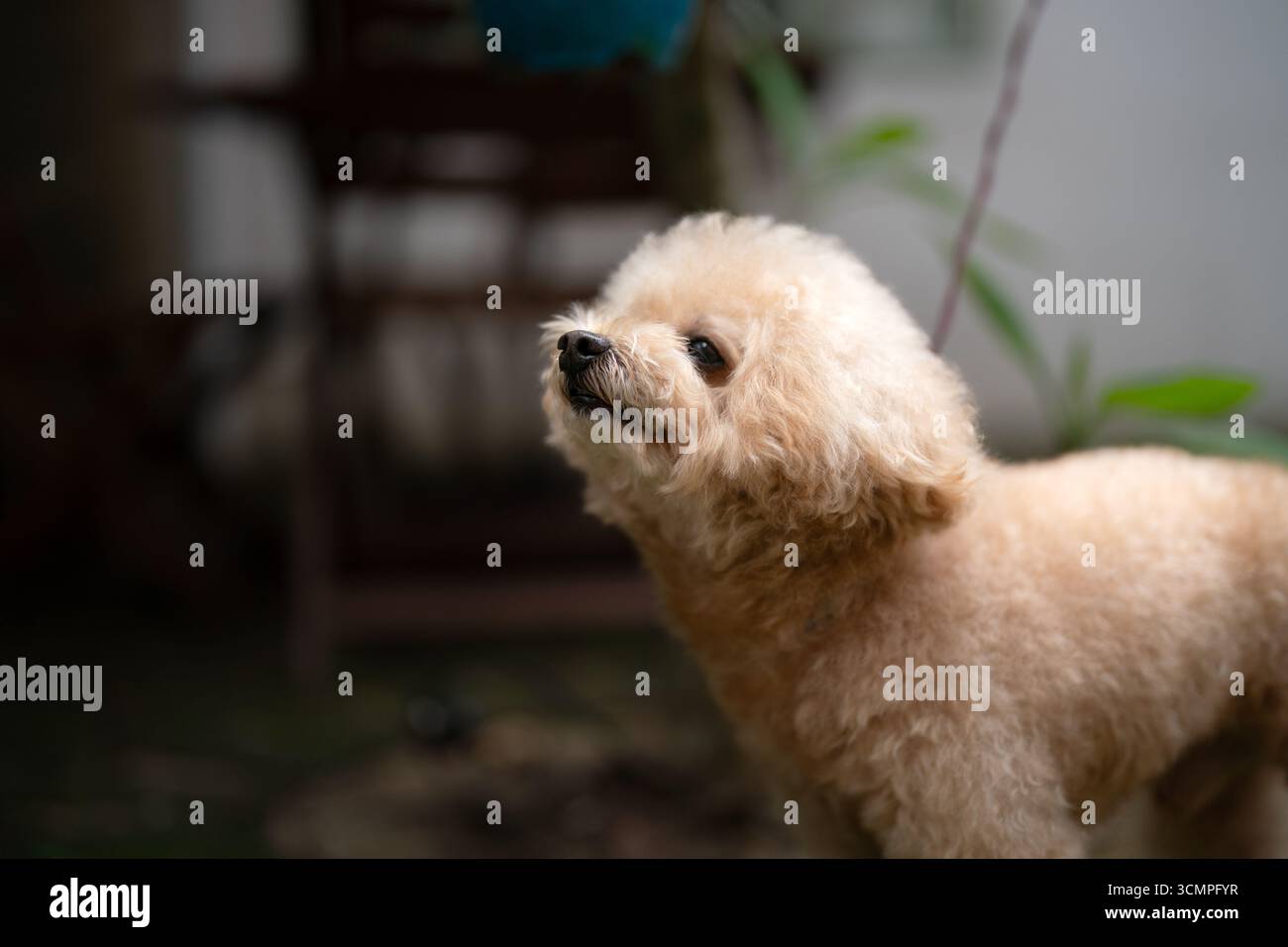Natural coat poodle hi-res stock photography and images - Alamy