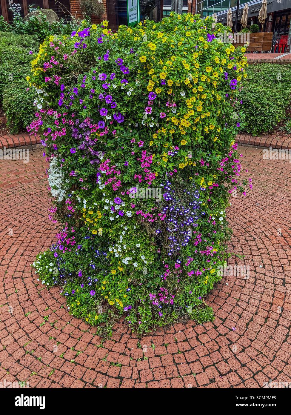 Floral Display in Bromley High Street,  Bromley, Greater London. - Smartphone Captured Stock Image