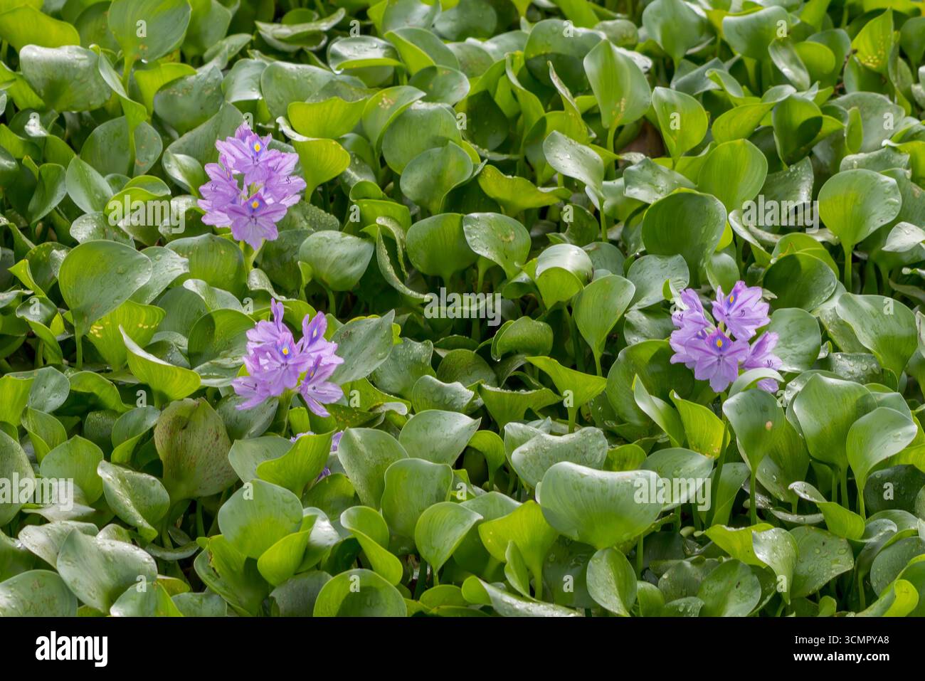 Sri Lanka - Madampe - Water Hyacinth (Eichhornia crassipes) - Blooming ...