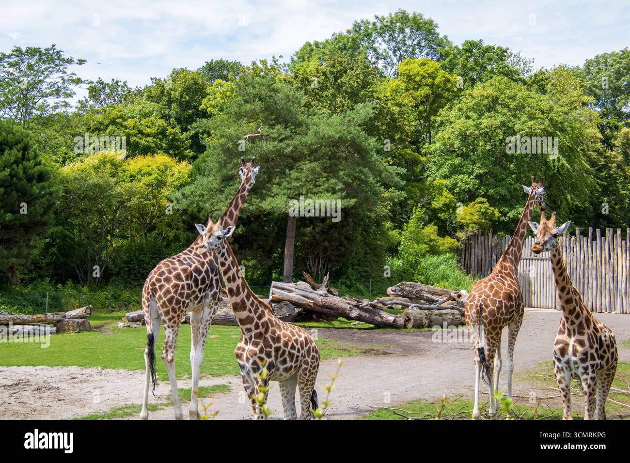 Giraffengruppe im Zoo beißt Blätter von Bäumen Stock Photo