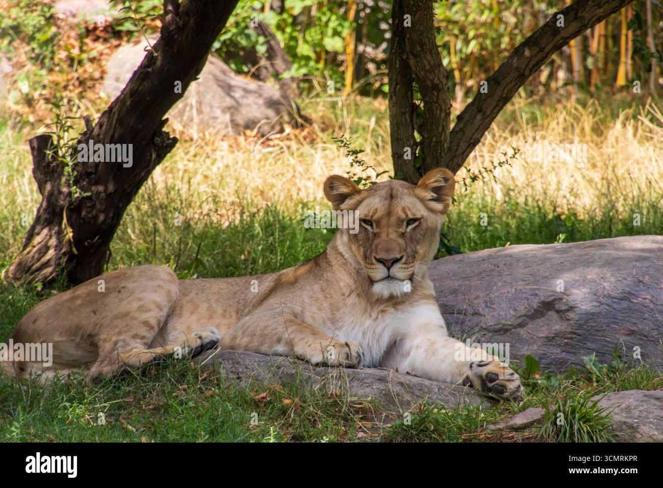 Löwin im Zoo liegt entspannt auf Felsen Stock Photo