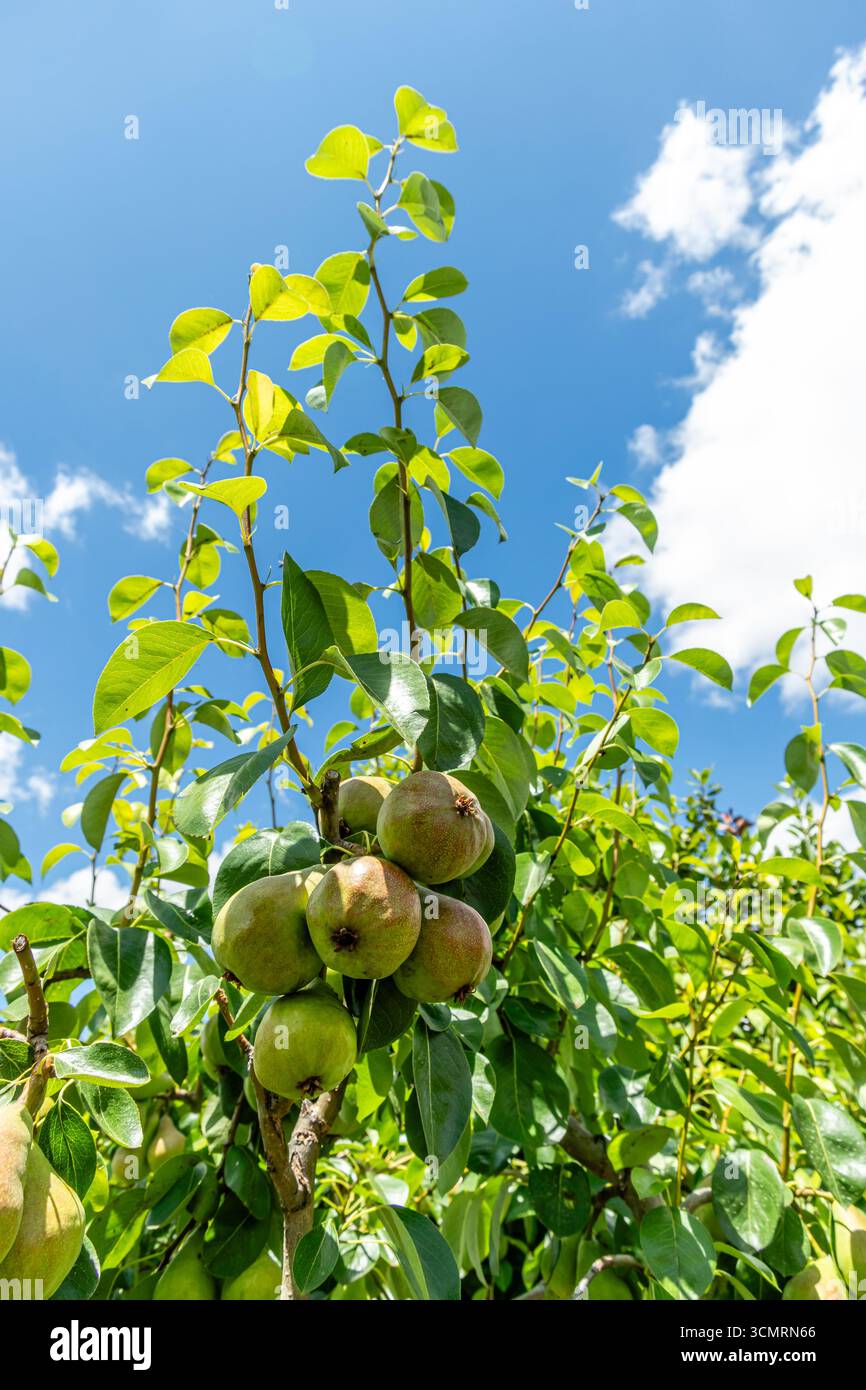 Freshness in summer hi-res stock photography and images - Alamy