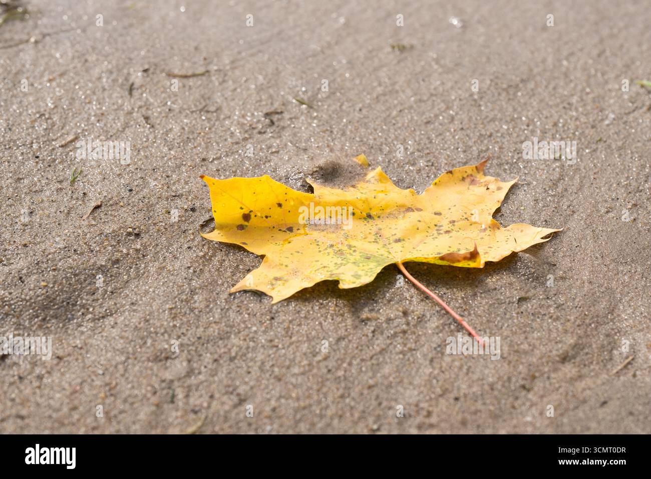 Fallen yellow maple leaf on wet sand Stock Photo