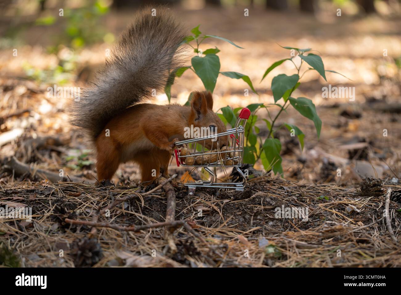 Squirrel with shopping cart in forest eats nuts Stock Photo