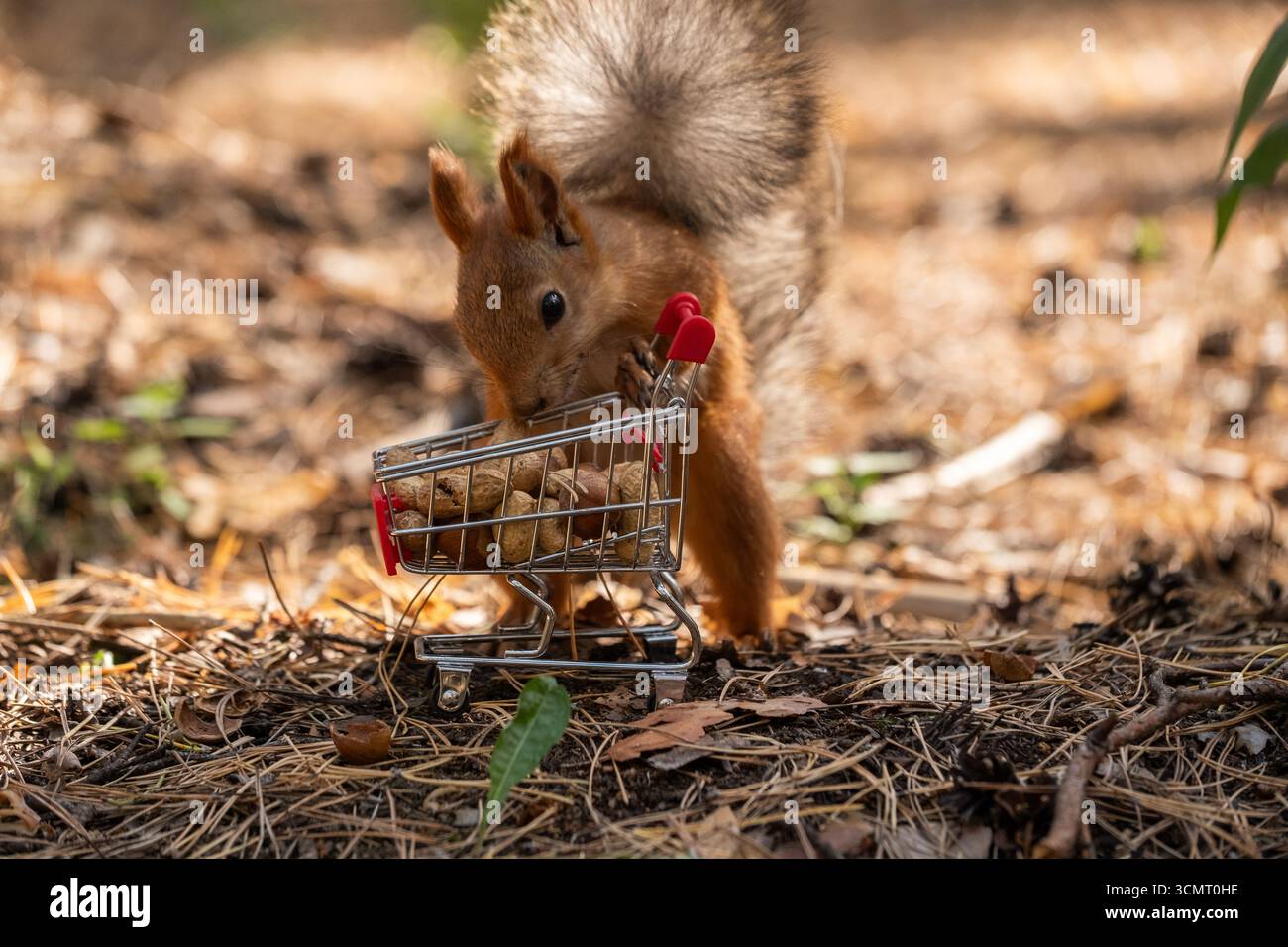 Squirrel in park eating nuts from small shopping cart Stock Photo
