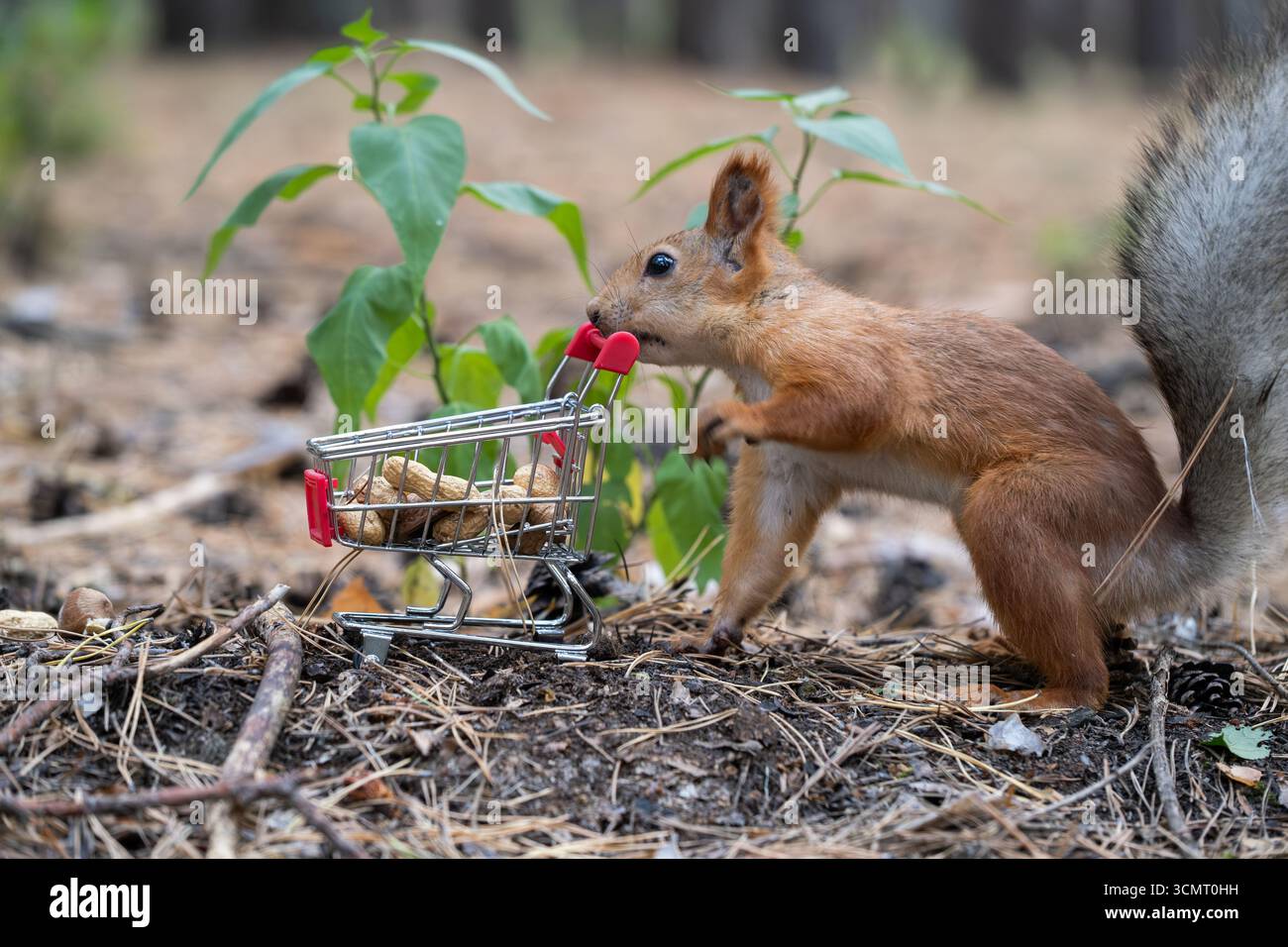 Squirrel with small shopping cart in forest Stock Photo