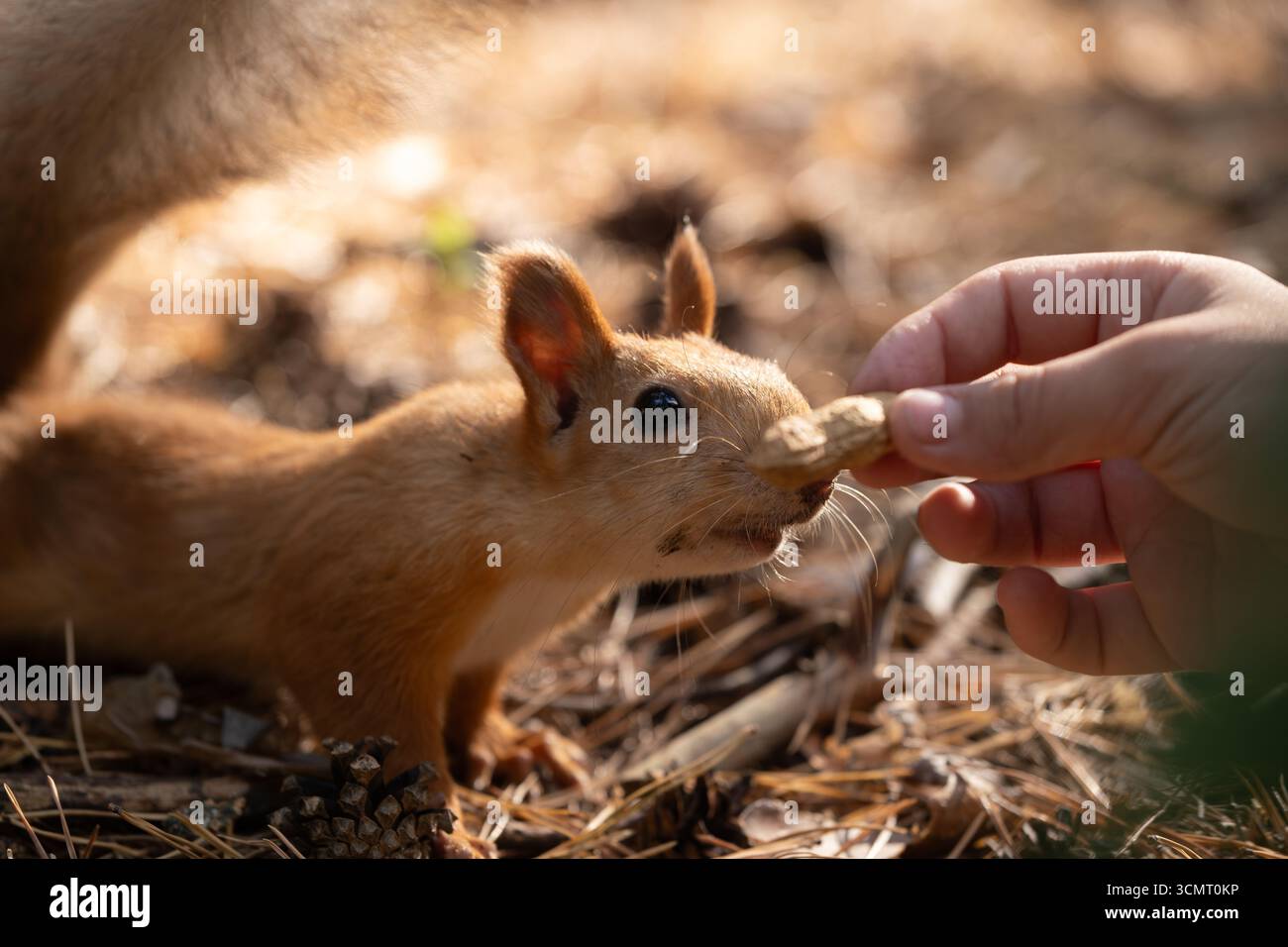 Squirrel in forest eats nuts from hand Stock Photo