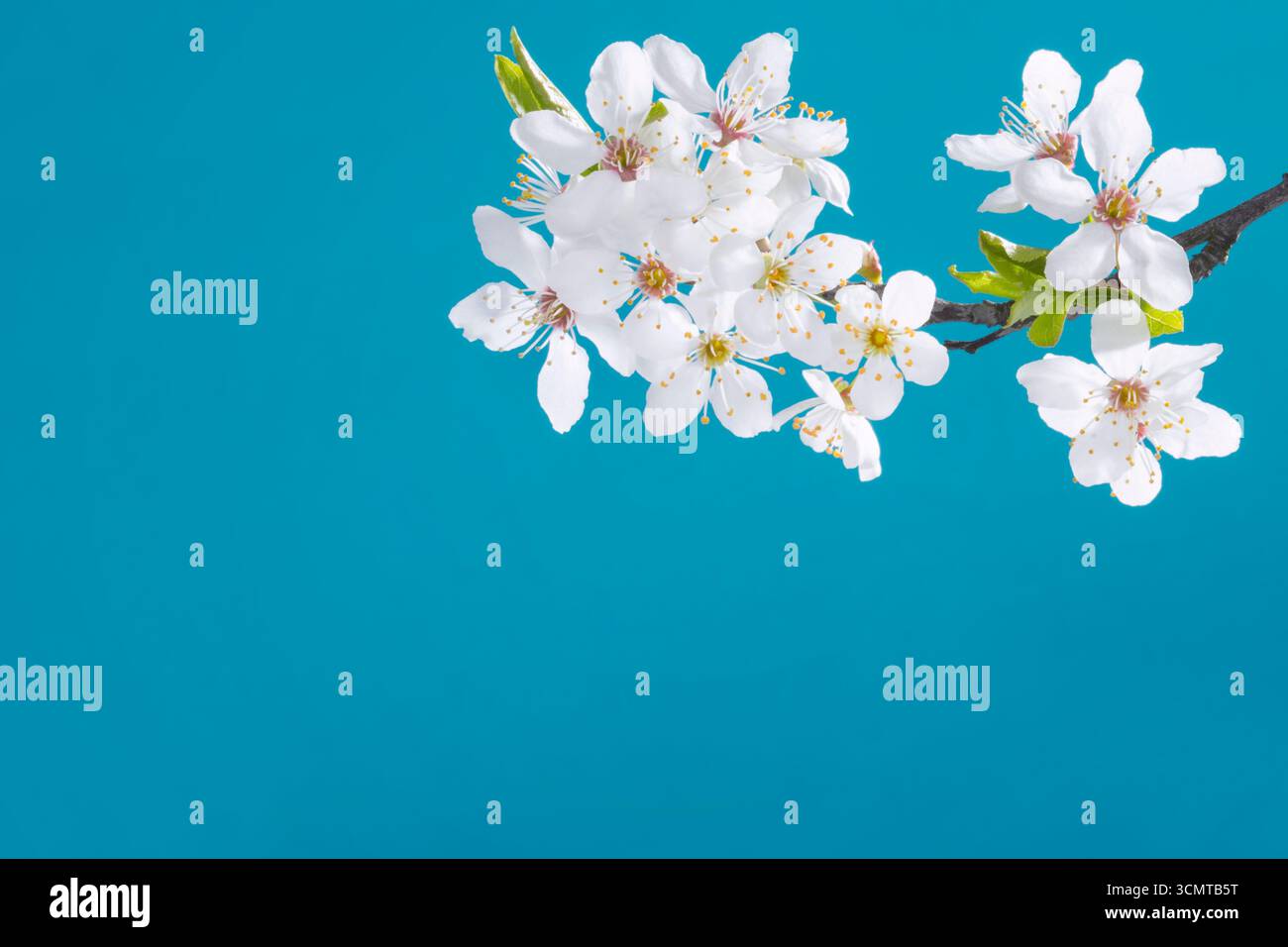 Spring Apple White Blossom Flowers on Blue Background Stock Photo