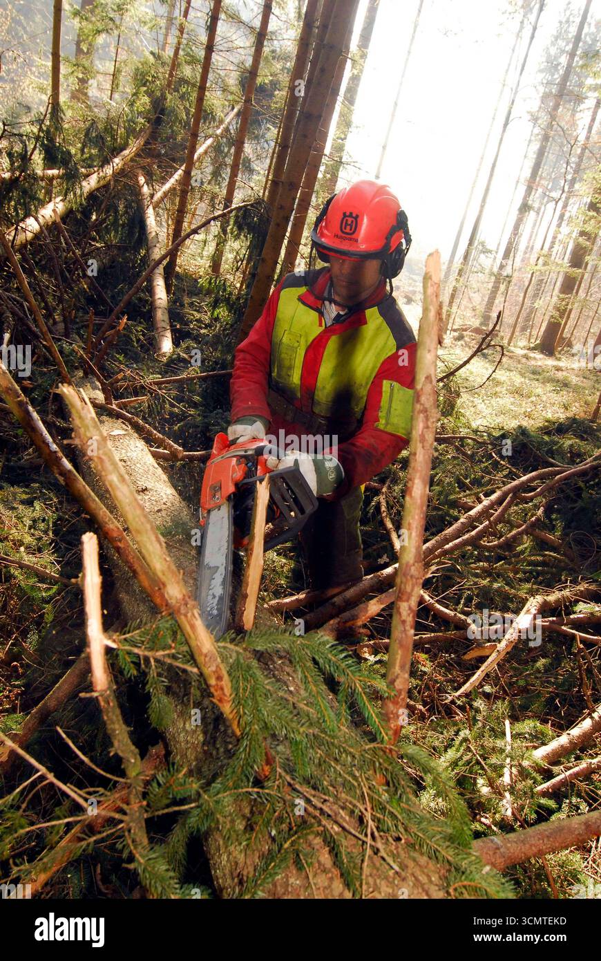 a lumberjack with a chainsaw cutting trees in the forest Lumberjack ...