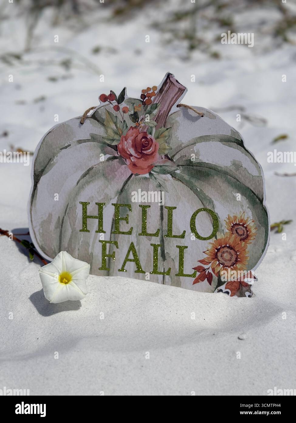 Fall beach concept with pumpkin sign and white morning glory flower - Smartphone Captured Stock Image