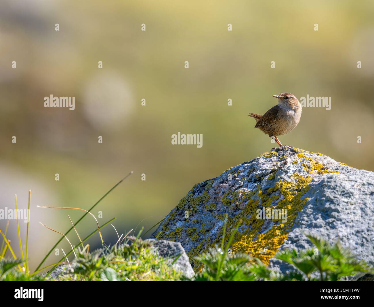 A Eurasian wren, Troglodytes troglodytes, perched on a rock. Stock Photo