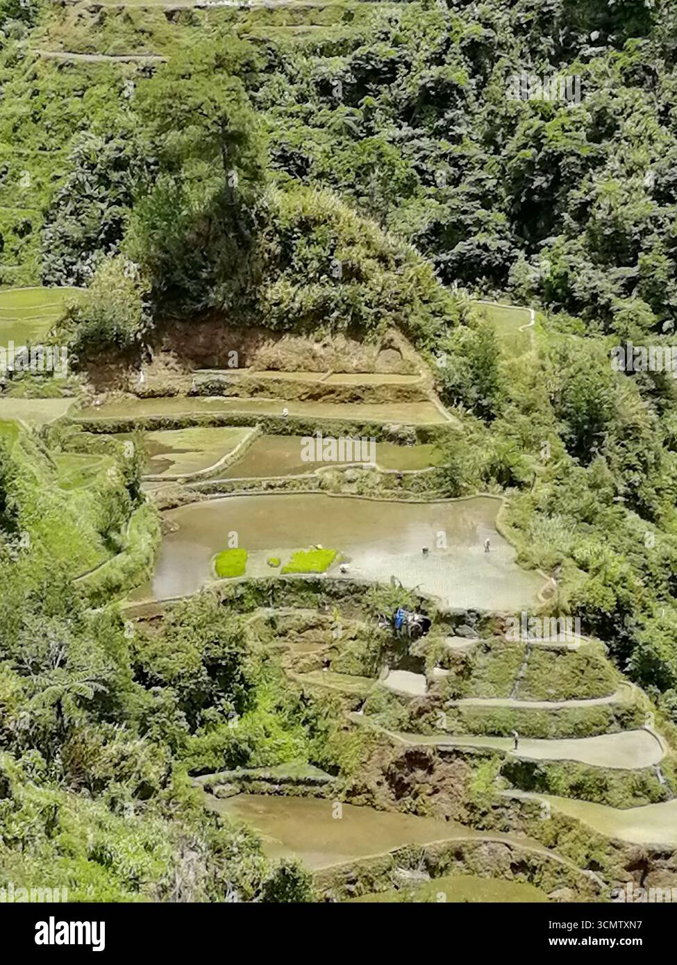 Rice Terraces of the Philippine Cordilleras, rice fields in Banaue ...