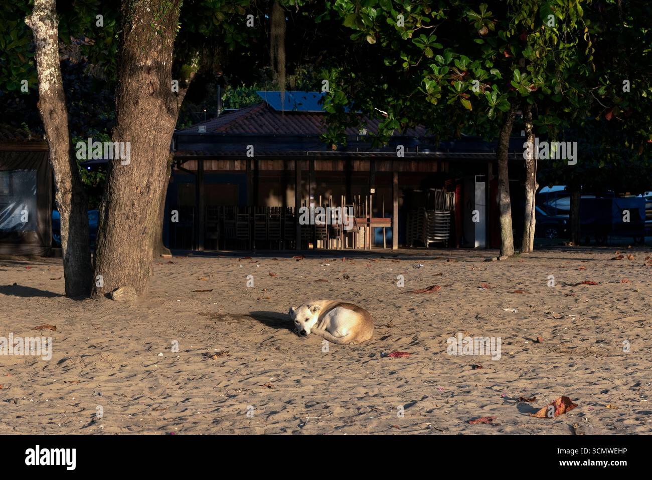 Dog sleeping on the beach, vira-lata caramelo Stock Photo