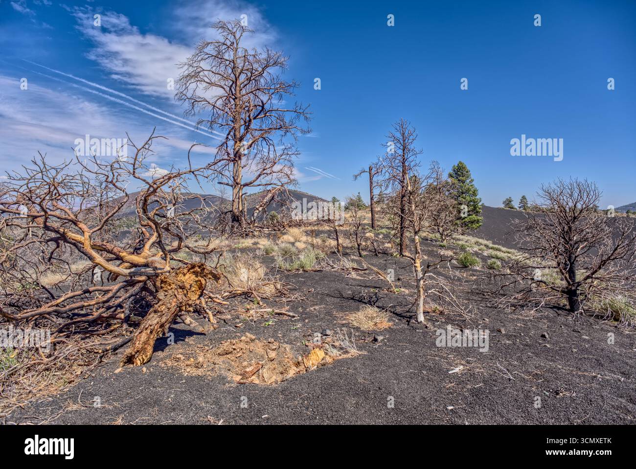 Burned trees on a Volcanic cinder rim in Coconino National Forest, Arizona, USA Stock Photo