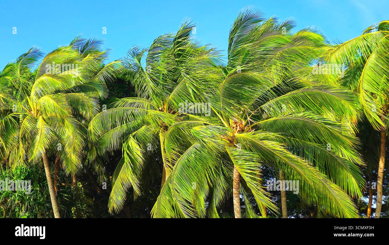 Palm trees, near Nadi, Viti Levu, Fiji, South Pacific Stock Photo