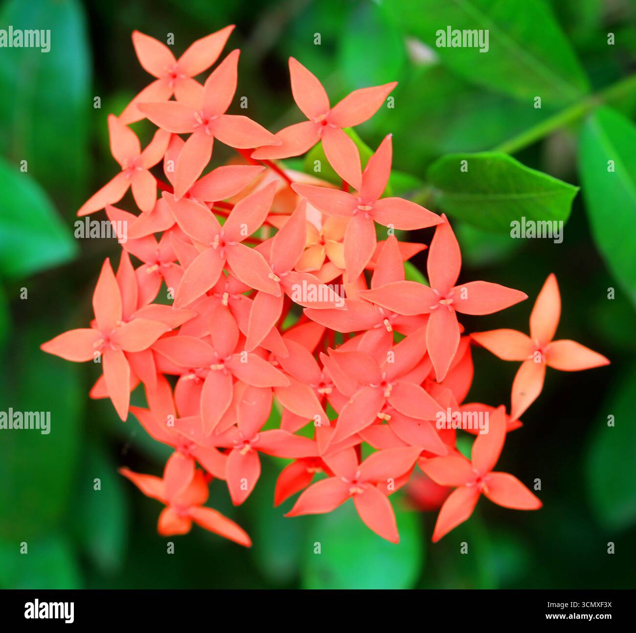 Tropical flower, Viti Levu, Fiji, South Pacific Stock Photo