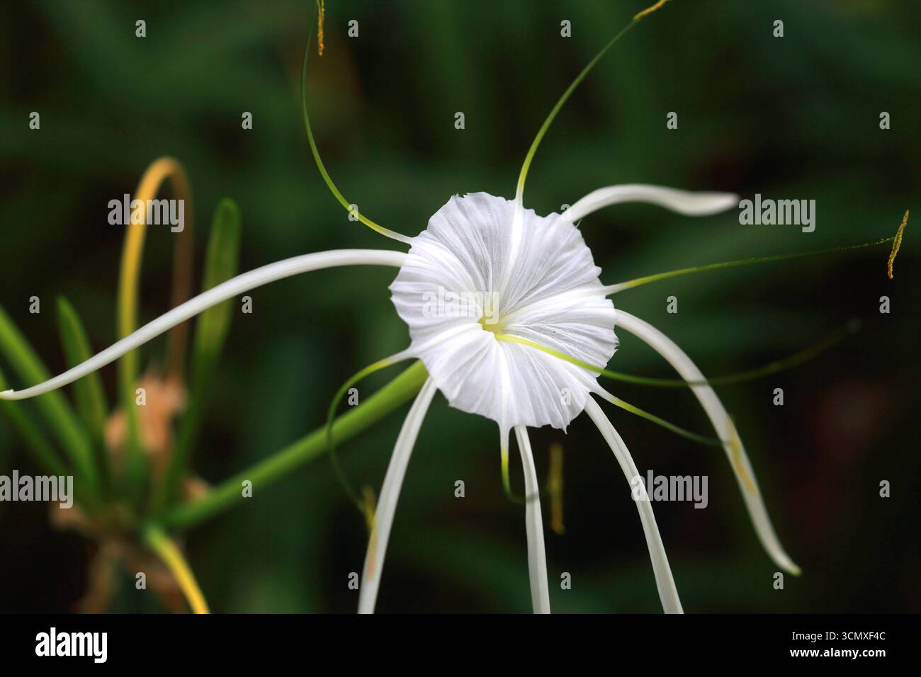 Tropical flower, Viti Levu, Fiji, South Pacific Stock Photo