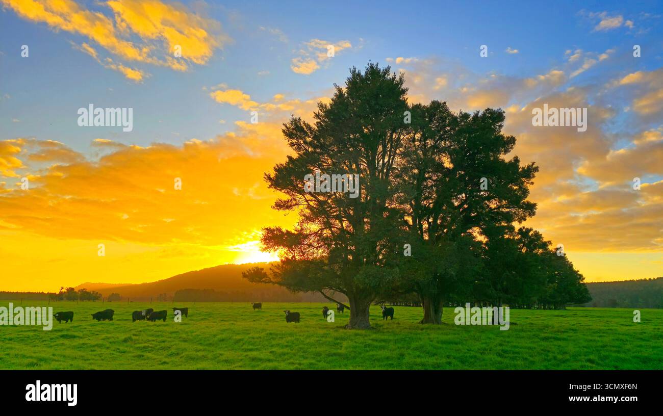 Landscape near Fox Glacier, South Island, New Zealand Stock Photo