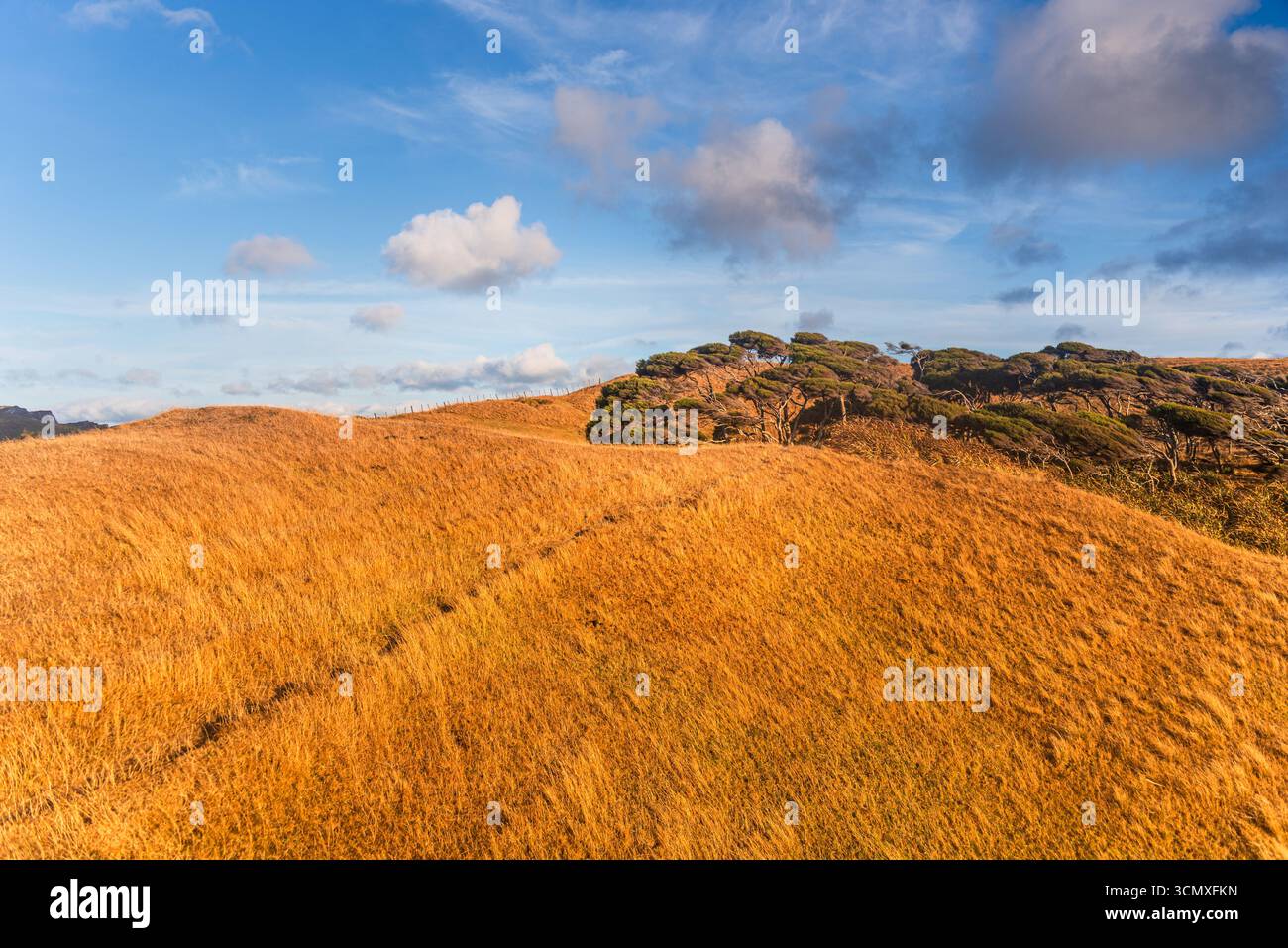 Bright Blue Sky Over Sunlit Golden Tussock Hills and Rugged Outcrop, New Zealand Stock Photo