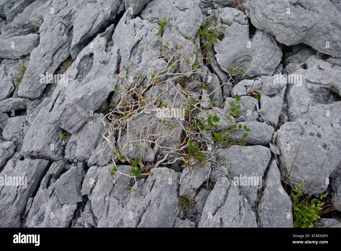 Wild bonsai hi-res stock photography and images - Alamy