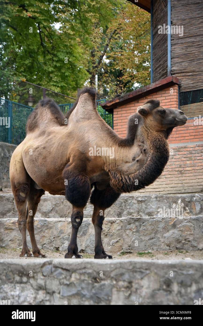Male Mongolian two humped camel Stock Photo